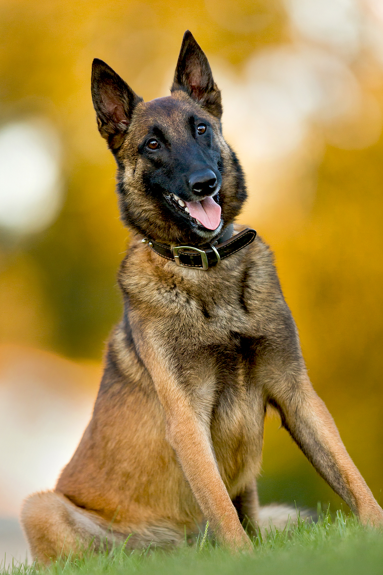 Belgian Malinois Shepherd dog sitting happily outside